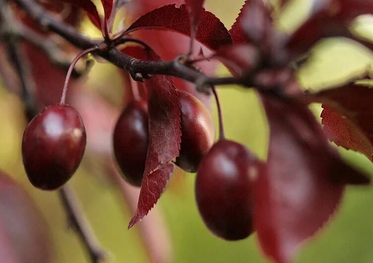 Купить оптом в Ботанике Слива (алыча) Нигра P9