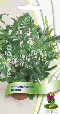 Купить оптом в Ботанике семена Филодендрон селло Поиск бренд Поиск