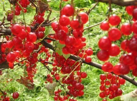 Купить оптом в Ботанике Смородина красная Уральский сувенир