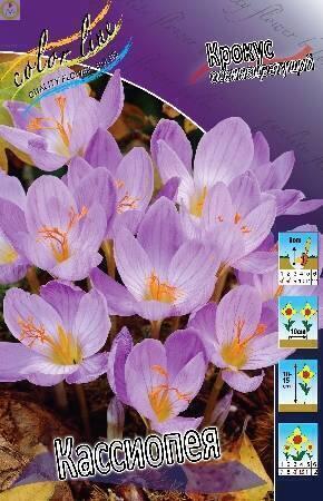 Купить оптом в Ботанике Крокус Спец. Кассиопея 8 шт