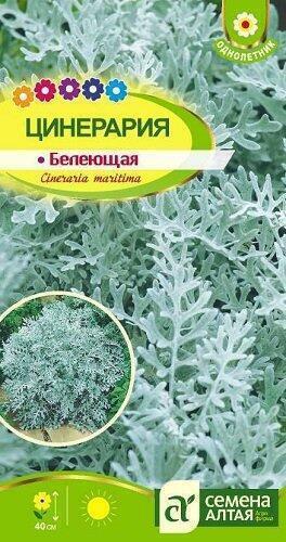 Купить оптом в Ботанике семена Цинерария Белеющая СА бренд Семена Алтая