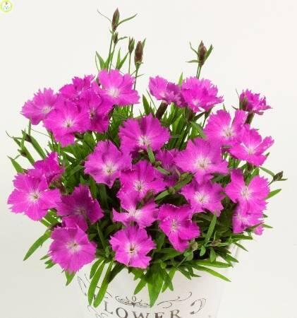 Купить оптом в Ботанике Гвоздика Манибиз Гарденпинк 2 шт 