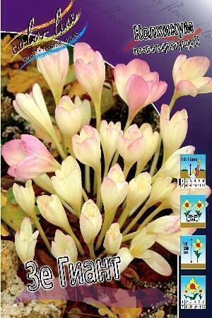 Купить оптом в Ботанике Колхикум Зе Гиант 1 шт
