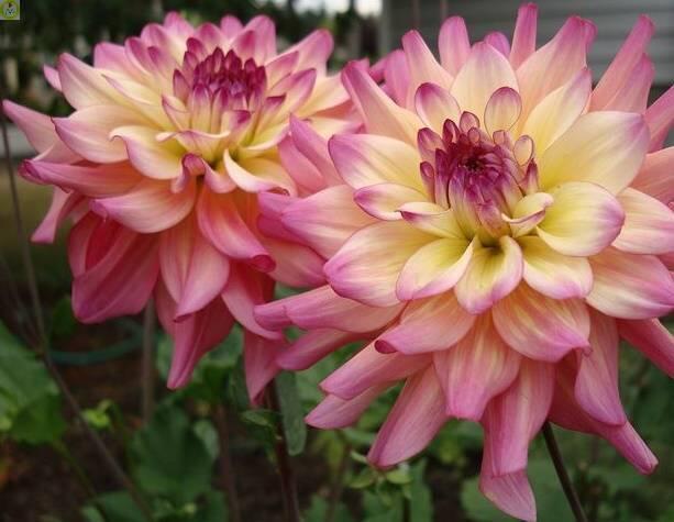 Купить оптом в Ботанике Георгина Багама мама 1 шт кактусовые 