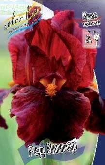 Купить оптом в Ботанике Ирис Ред Зингер 1шт