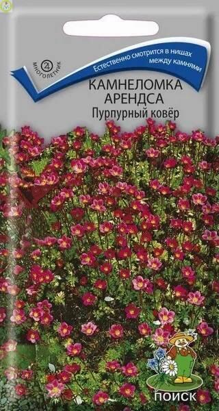 Купить оптом в Ботанике семена Камнеломка Арендса Пурпурный ковёр Поиск бренд Поиск