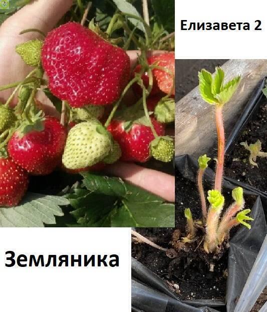 Купить оптом в Ботанике Земляника Елизавета 2 туба