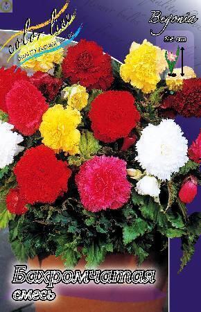 Купить оптом в Ботанике Бегония Бахромчатая Смесь 2 шт 