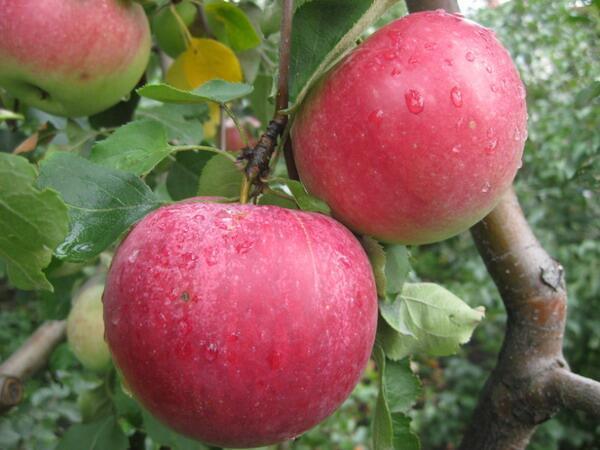 Купить оптом в Ботанике Яблоня Рождественское 2года
