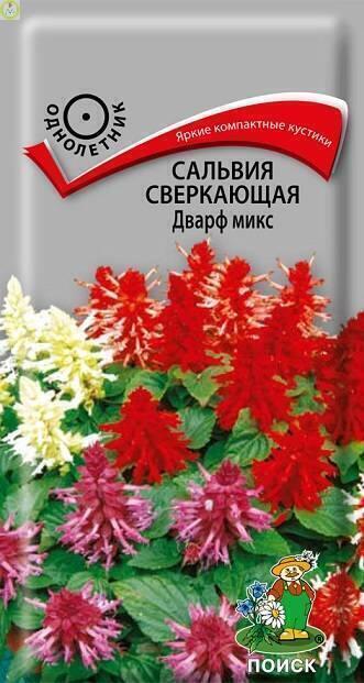 Купить оптом в Ботанике семена Сальвия Дварф микс сверкающая Поиск бренд Поиск