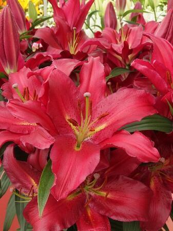 Купить оптом в Ботанике Лилия Гран Туризмо 5 шт