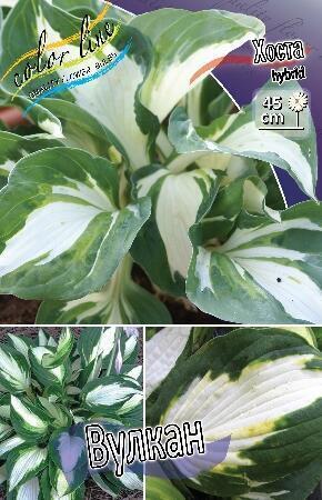 Купить оптом в Ботанике Хоста Вулкан 1 шт