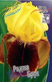 Купить оптом в Ботанике Ирис Раджа Брук 2 шт