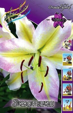 Купить оптом в Ботанике Лилия Экзотика 7 шт