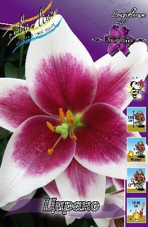 Купить оптом в Ботанике Лилия Цирано 7 шт