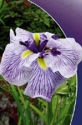 Купить оптом в Ботанике Ирис Каприан Баттерфляй 1 шт