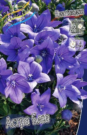 Купить оптом в Ботанике Платикодон Астра Блю 2 шт