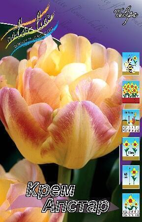 Купить оптом в Ботанике Тюльпан Крем Апстар 7 шт