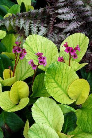 Купить оптом в Ботанике Бадан Лунар Глоу 1шт