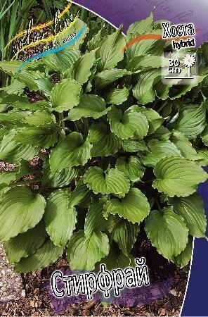 Купить оптом в Ботанике Хоста Стирфрай 1 шт