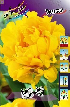 Купить оптом в Ботанике Тюльпан МВ49 8 шт