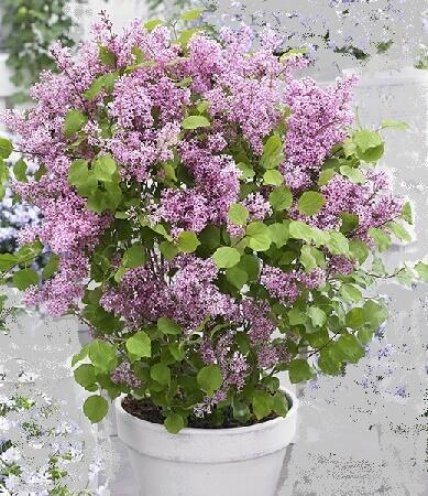 Купить оптом в Ботанике Сирень Мейера Флауэрфеста Пинк Р9