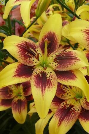 Купить оптом в Ботанике Лилия Пайтон 25 шт