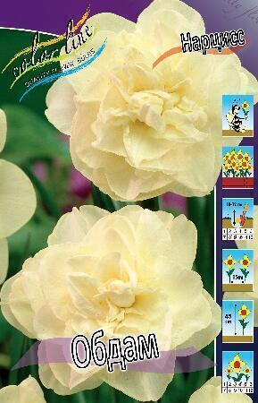 Купить оптом в Ботанике Нарцисс Обдам 5 шт