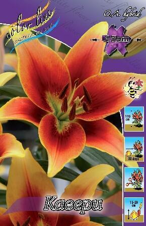 Купить оптом в Ботанике Лилия Кавери 5 шт