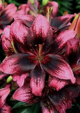 Купить оптом в Ботанике Лилия Тайни Поэмс 7 шт