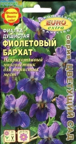 Купить оптом в Ботанике семена Фиалка Фиолетовый бархат душистая Аэл бренд Аэлита