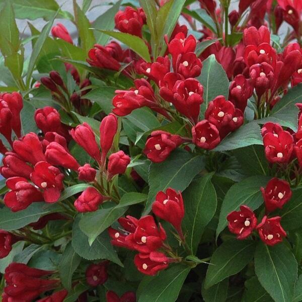 Купить оптом в Ботанике Вейгела Олл Саммер Ред С2