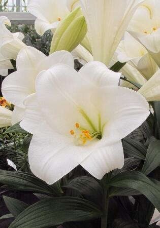 Купить оптом в Ботанике Лилия Иллюзив 7 шт