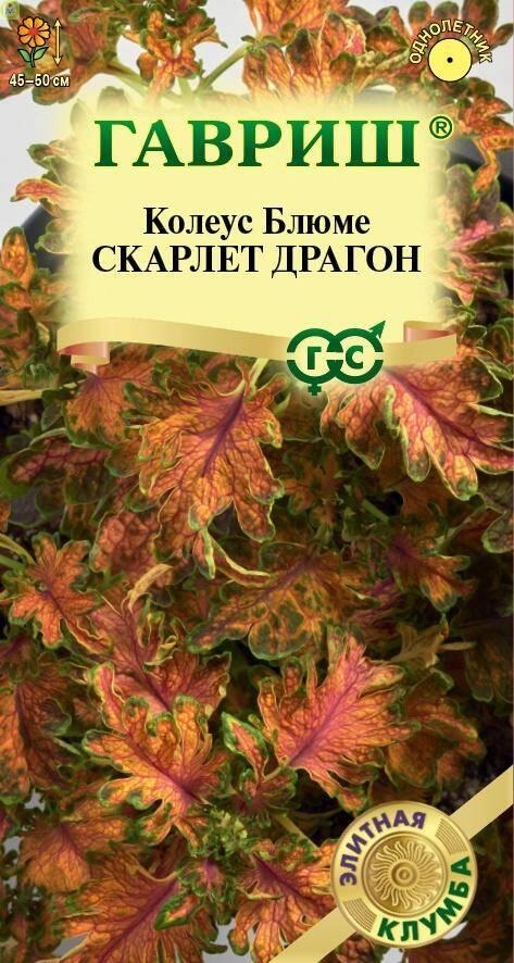 Купить оптом в Ботанике семена Колеус Скарлет Драгон Гав бренд Гавриш