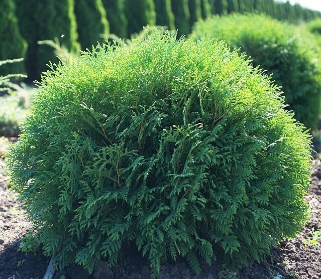 Купить оптом в Ботанике Туя западная Вудварди P9