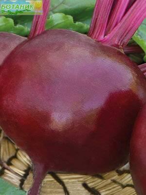 Купить оптом в Ботанике семена Свекла Хуторянка Аэл бренд Аэлита