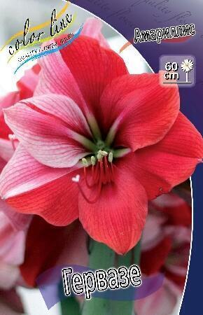 Купить оптом в Ботанике Амариллис Мэрилин 1 шт