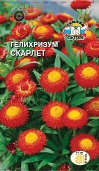 Купить оптом в Ботанике семена Гелихризум Скарлетт алый Сед бренд СеДеК