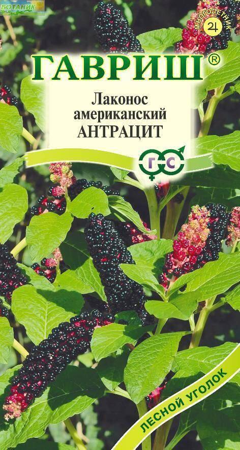 Купить оптом в Ботанике семена Лаконос Антрацит американский Гав бренд Гавриш