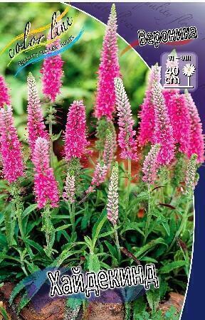 Купить оптом в Ботанике Вероника Хайдекинд 1 шт