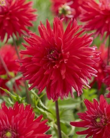 Купить оптом в Ботанике Георгина Акапулько 1 шт бахромчатые