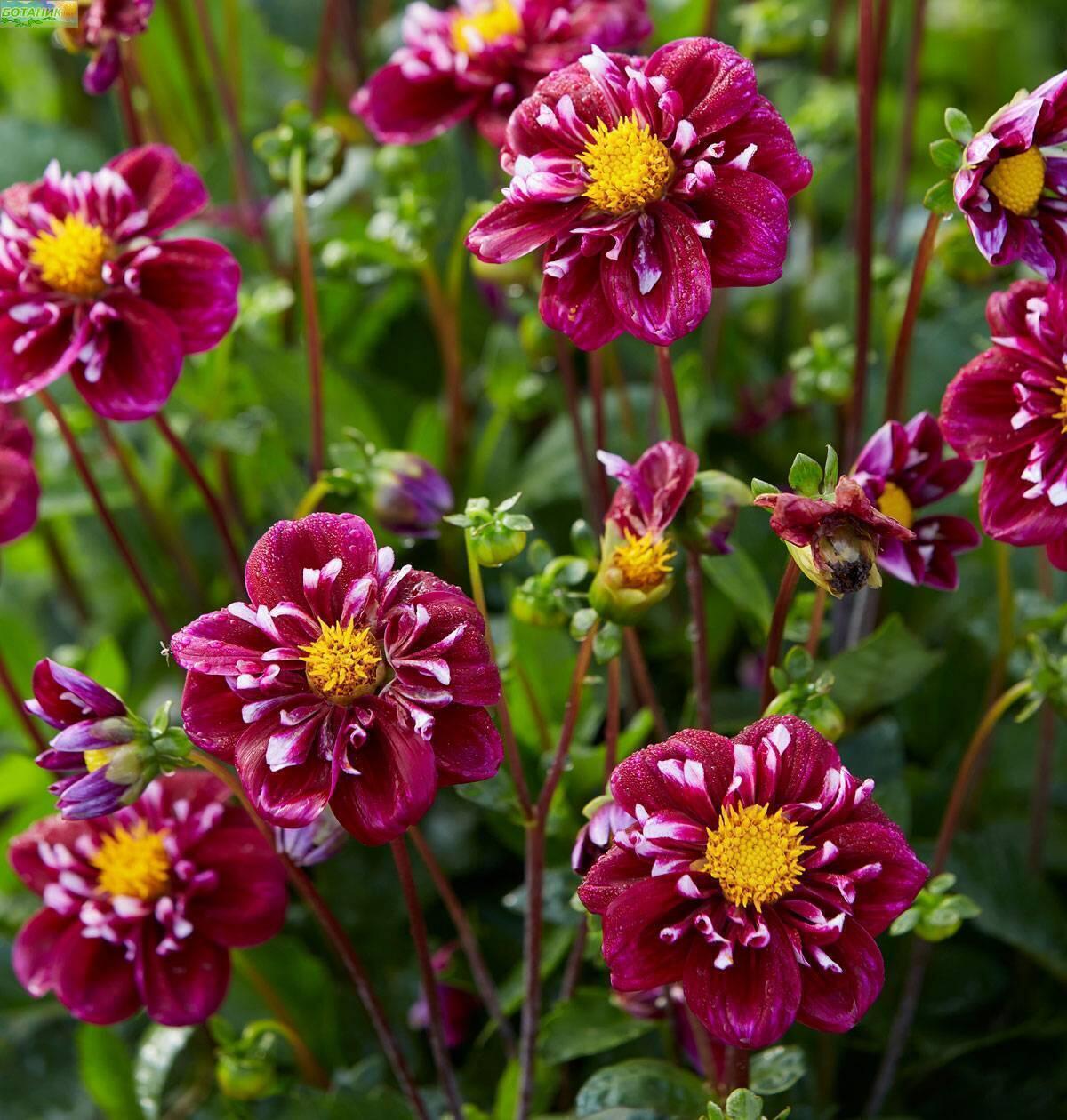 Купить оптом в Ботанике Георгина Импрешион Фантастико 1 шт воротничковые