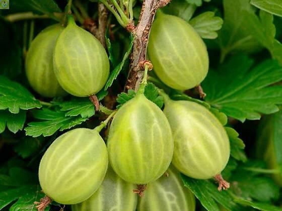 Купить оптом в Ботанике Крыжовник Уральский Изумруд