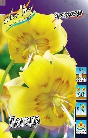 Купить оптом в Ботанике Эритрониум Пагода 30 шт