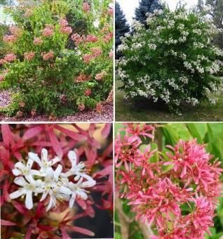 Купить оптом в Ботанике Хептакодиум Микониевидный Р9