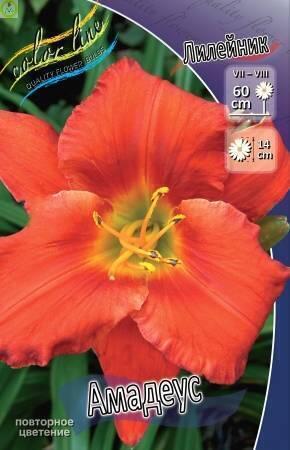 Купить оптом в Ботанике Лилейник Амадеус 25 шт