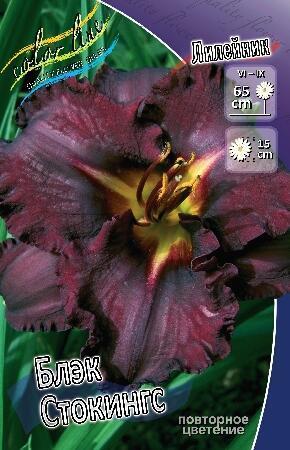 Купить оптом в Ботанике Лилейник Блэк Стокингс 25 шт