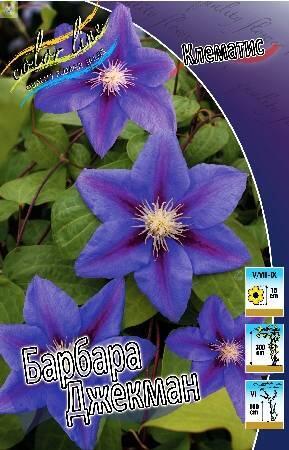 Купить оптом в Ботанике Клематис Барбара Джекман 25шт