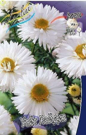 Купить оптом в Ботанике Астра Уайт Лейдиз 50 шт