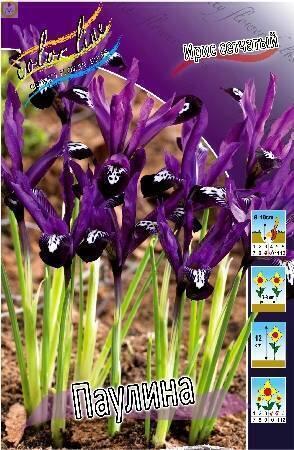Купить оптом в Ботанике Ирис Паулина 6/+ 100 шт